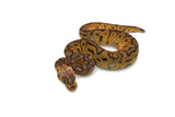 Load image into Gallery viewer, Female Clown Pastel EMG Ball Python