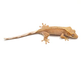 Load image into Gallery viewer, Probable Female Crested Gecko 