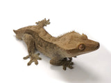 Load image into Gallery viewer, Probable Male Adult Crested Gecko