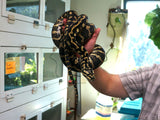 Load image into Gallery viewer, Proven Breeder Female Jungle Carpet Python. 