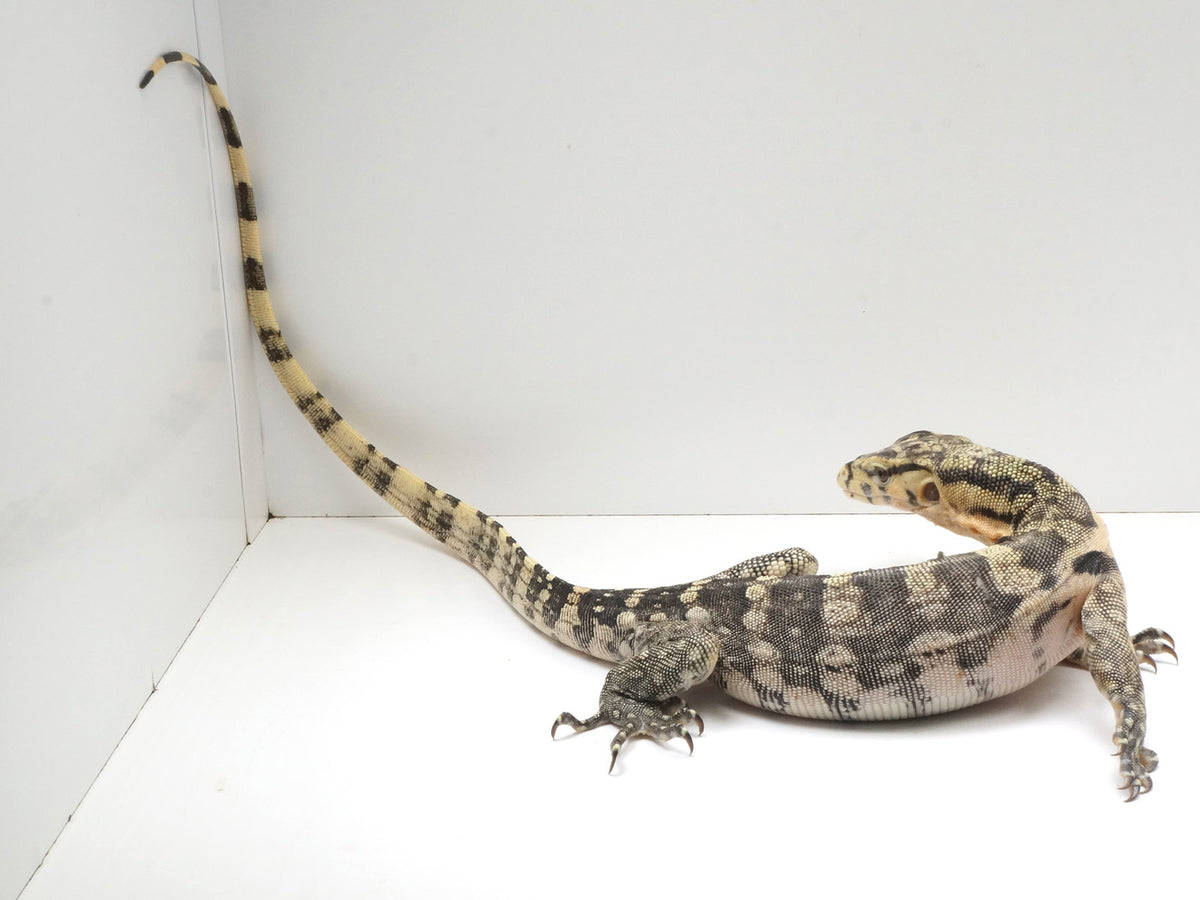 Pure Hypo Sumbawa Asian Water Monitor – New England Reptile - NERD