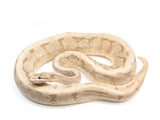 Load image into Gallery viewer, Ready To Breed Male Super Stripe Spider Fire Enchi Ball Python 