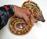 Load image into Gallery viewer, CH Female Red Blood Python - well started