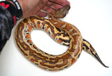 Load image into Gallery viewer, CH Female Red Blood Python - well started