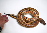 Load image into Gallery viewer, CH Female Red Blood Python - well started