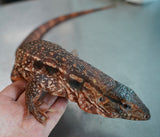 Load image into Gallery viewer, Sub Adult Argentine Red Tegu Lizards with Size!