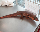 Load image into Gallery viewer, Sub Adult Argentine Red Tegu Lizards with Size!