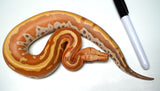 Load image into Gallery viewer, Female TPos Albino Genetic Stripe Ultra Red Line A Grade