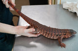 Load image into Gallery viewer, Sub Adult Argentine Red Tegu Lizards with Size!