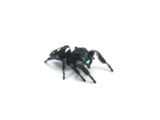 Load image into Gallery viewer, Regal Jumping Spider - Representative Photo.