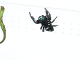 Load image into Gallery viewer, Regal Jumping Spider - Representative Photo.