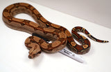 Load image into Gallery viewer, SALE! 2021 (Updated) Male Roswell Het Anerythristic Possible Het Kahl Albino Boa Constrictor.
