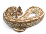 Load image into Gallery viewer, SALE! 2019 Female Mojave Yellowbelly Enchi Odium Ball Python