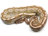 Load image into Gallery viewer, SALE! 2019 Female Mojave Yellowbelly Enchi Odium Ball Python