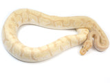Load image into Gallery viewer, SALE! 2019 Male Enchi Coral Glow Hidden Gene Woma + From Malum Ball Python 