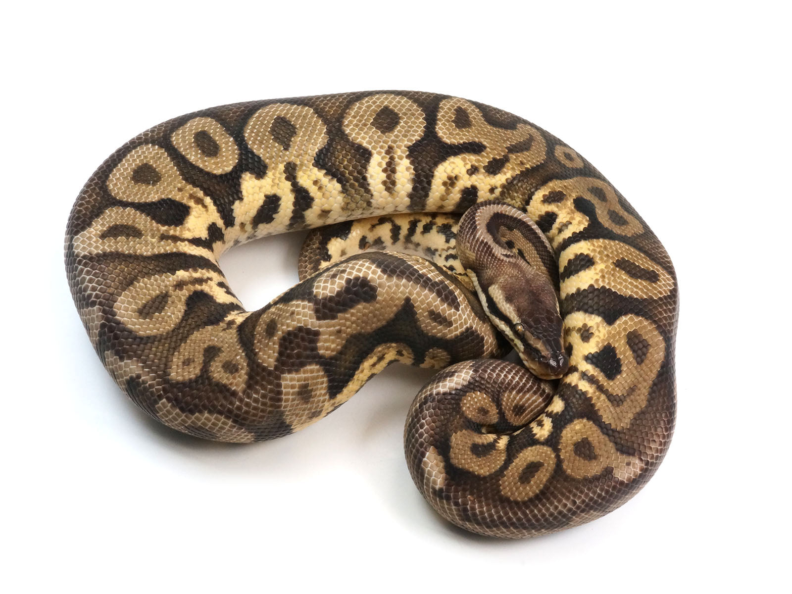 Super Cinnamon Pied Ball Python
