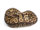 Load image into Gallery viewer, SALE! 2019 Male Super Pastel Leopard Fader Possible Het Pied Ball Python.