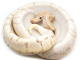 Load image into Gallery viewer, SALE! 2020 Female Coral Glow Hidden Gene Woma Granite Enchi Odium Faded Possible Yellowbelly Possible Het Pied Ball Python 