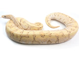 Load image into Gallery viewer, SALE! 2020 Female Coral Glow Hidden Gene Woma Granite Enchi Odium Faded Possible Yellowbelly Possible Het Pied Ball Python 