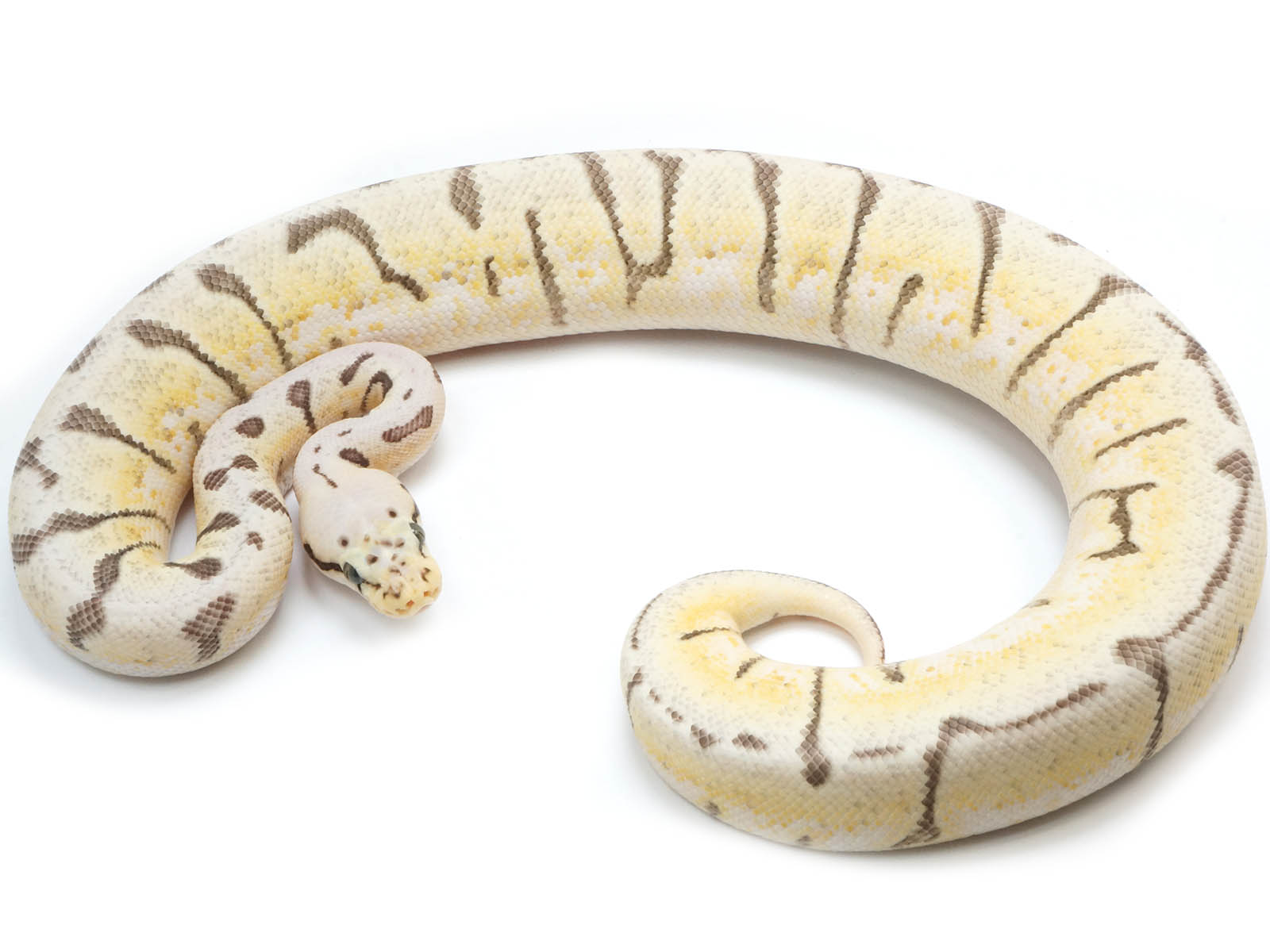 Killer Queen Bee Ball Python