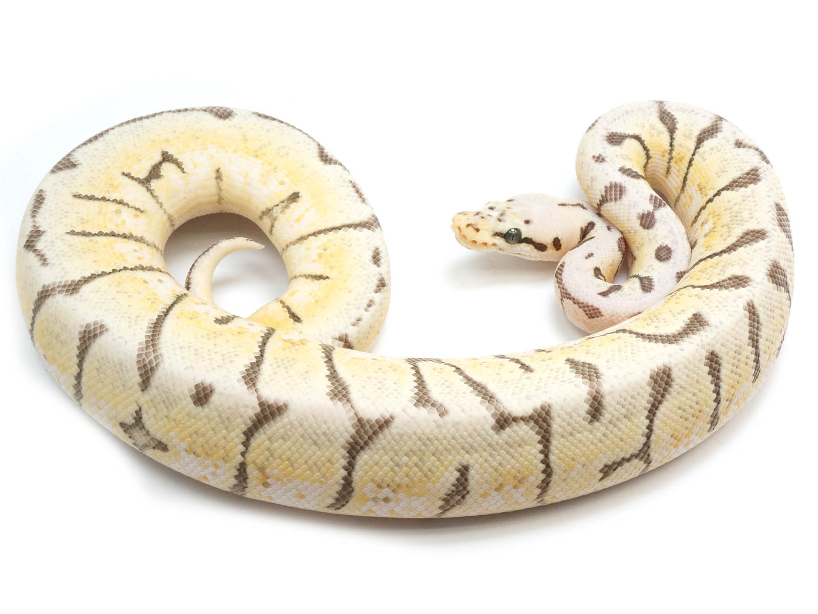 Axanthic Killer Clown Ball Python