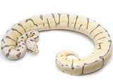 Load image into Gallery viewer, SALE! 2020 Female Killer Bee Enchi EMG Het Clown Ball Python