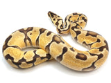 Load image into Gallery viewer, SALE! 2020 Female Pastel EMG Enchi Het. Clown Ball Python