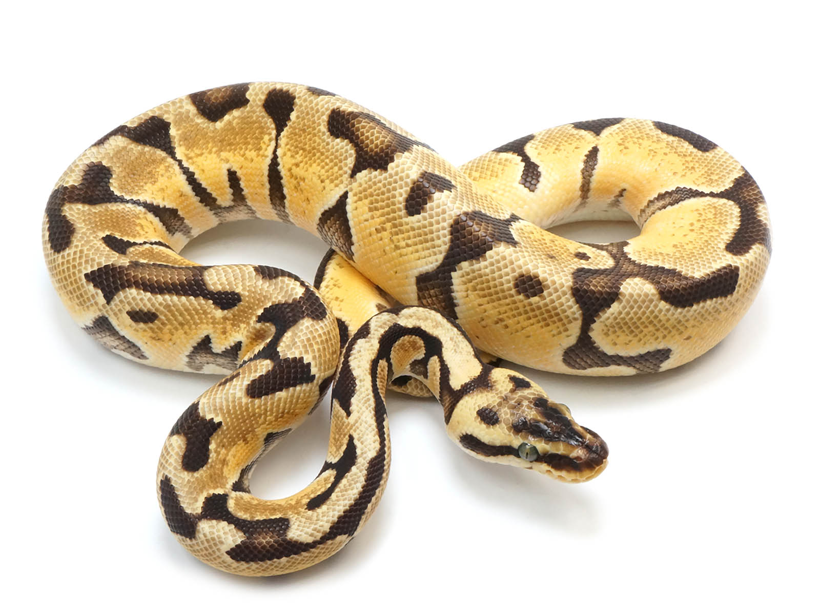 Enchi Clown Ball Python