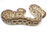 Load image into Gallery viewer, SALE! 2020 Male Pastel EMG Clown Ball Python