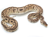 Load image into Gallery viewer, SALE! 2020 Male Pastel EMG Clown Ball Python