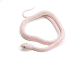 Load image into Gallery viewer, SALE! 2023 Female Palmetto Corn Snake 