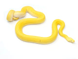 Load image into Gallery viewer, SALE! Male Golden Child Citrus Tiger Reticulated Python.