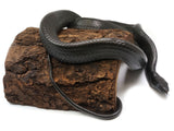 Load image into Gallery viewer, SALE! Well Established Imported Young Adult Pair of Gonyosoma Melanistic Black Rat Snake.