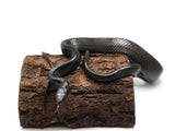 Load image into Gallery viewer, SALE! Well Established Imported Young Adult Pair of Gonyosoma Melanistic Black Rat Snake.
