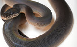 Load image into Gallery viewer, Female Young Adult Southern Black White Lipped Python - D&#39;Alberts