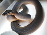 Load image into Gallery viewer, Female Young Adult Southern Black White Lipped Python - D&#39;Alberts