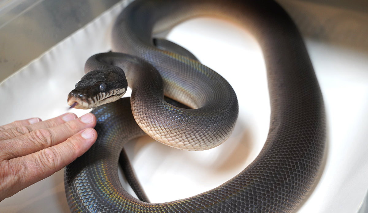 Female Young Adult Southern Black White Lipped Python - D'Alberts – New ...