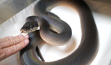 Load image into Gallery viewer, Female Young Adult Southern Black White Lipped Python - D&#39;Alberts