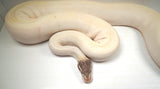 Load image into Gallery viewer, Female Breeder Super Phantom From Odium Crazy Combo - LOTS of Genes!