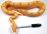 Load image into Gallery viewer, SALE! 21&#39; (Updated) Male Coral Super Sunglow Albino Boa Constrictor.