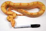 Load image into Gallery viewer, SALE! 21&#39; (Updated) Male Coral Super Sunglow Albino Boa Constrictor.