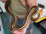 Load image into Gallery viewer, Female Tiger Anthrax Reticulated Python - Very Nice Hold Back