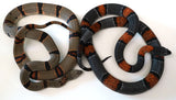 Load image into Gallery viewer, Proven Breeding Pair Of Adult Alterna Gray Banded Kings - Breeding now!