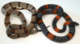 Load image into Gallery viewer, Proven Breeding Pair Of Adult Alterna Gray Banded Kings - Breeding now!