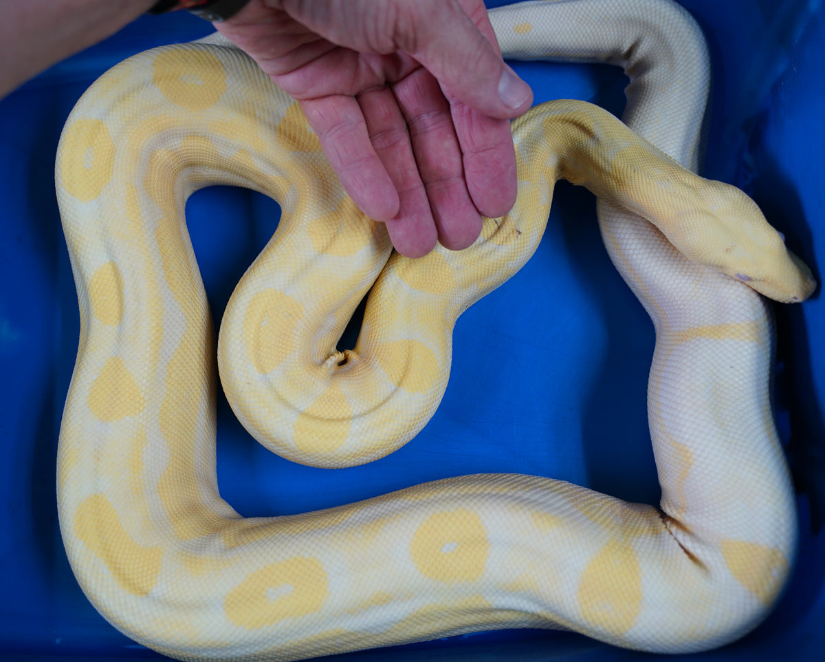 Male Breeder Sharp Albino Motley Boa Constrictor - Gorgeous! – New ...