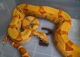 Load image into Gallery viewer, A+ Female Breeding Super Salmon Lipstick Boa Constrictor - My BEST!