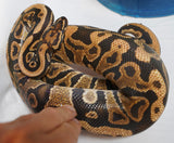 Load image into Gallery viewer, 2022 Male Spotnose Het Pied Possible Het Clown Possible Het Axanthic Ball Python SALE!