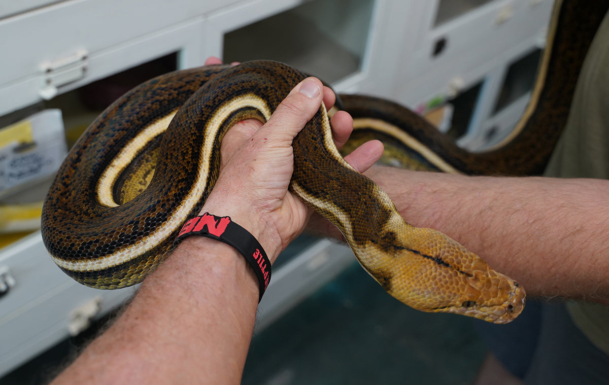 Female Tiger Anthrax Reticulated Python - Hold Back - SALE! – New ...