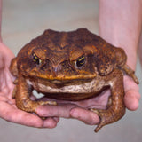 Load image into Gallery viewer, Unsexed HUGE Adult Suriname Marine Toads - Representative Photos