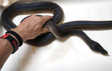 Load image into Gallery viewer, Female Adult Southern Black White Lipped Python - D&#39;Alberts